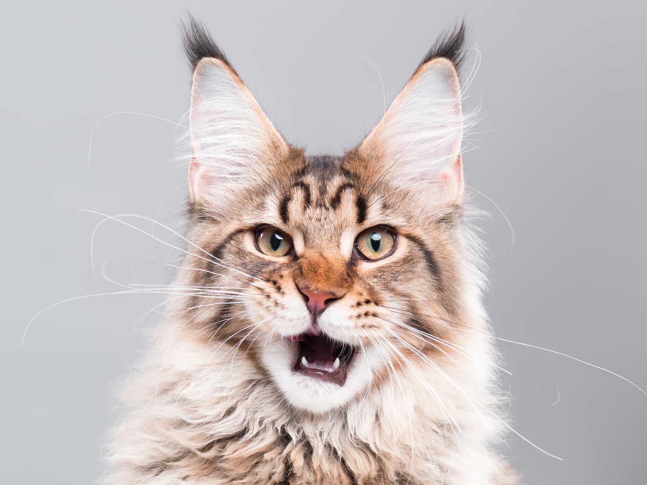 Exotic cat breed maine coon