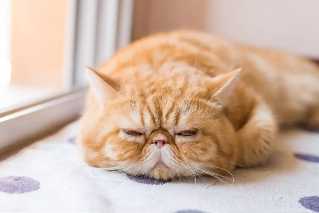 Exotic shorthair cat