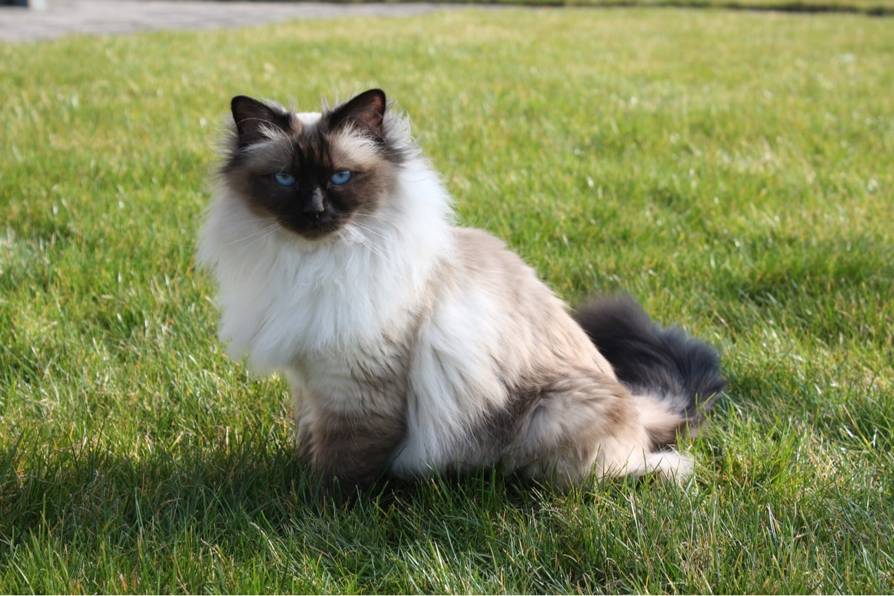 Cat breed Birman sitting on grass
