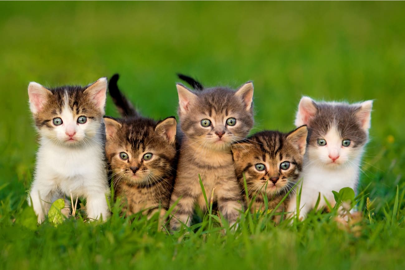 Group of kittens