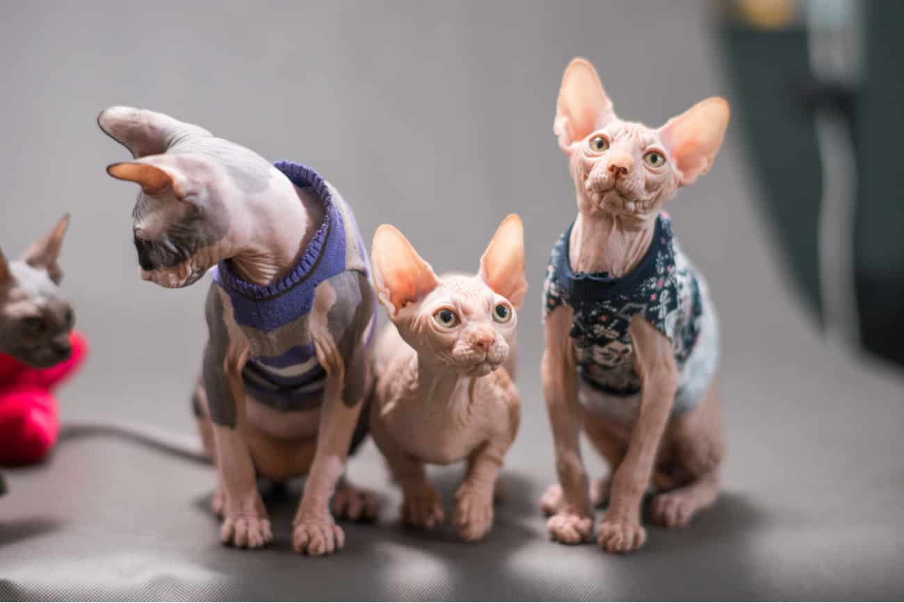Hairless sphynx cats