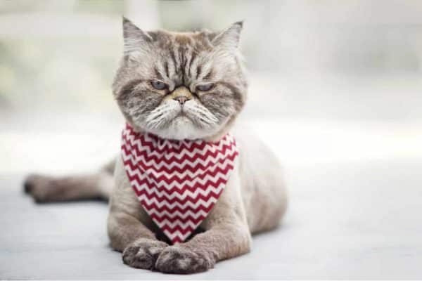 Cat looking irritated