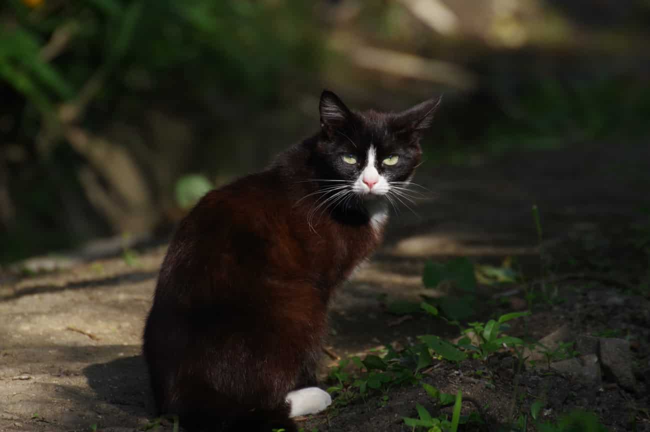 Black Japanese Bobtail cat
