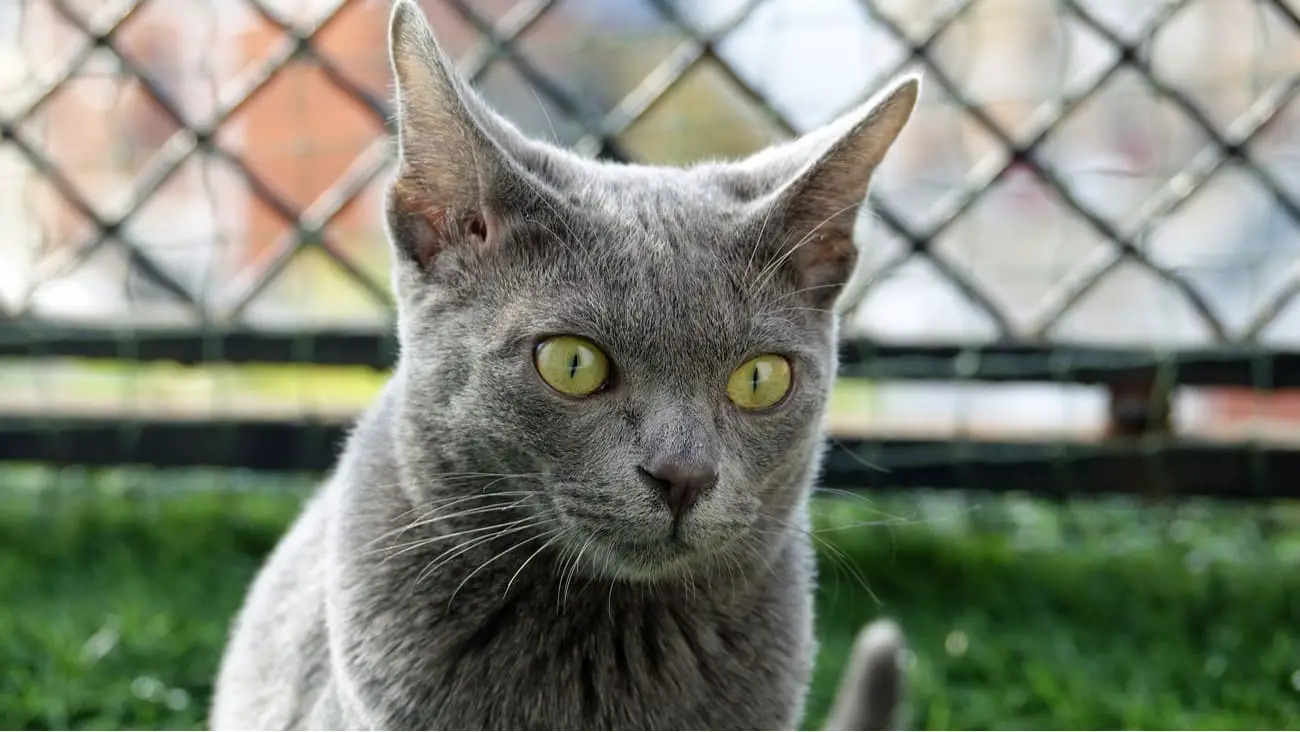 Korat cat staring ahead