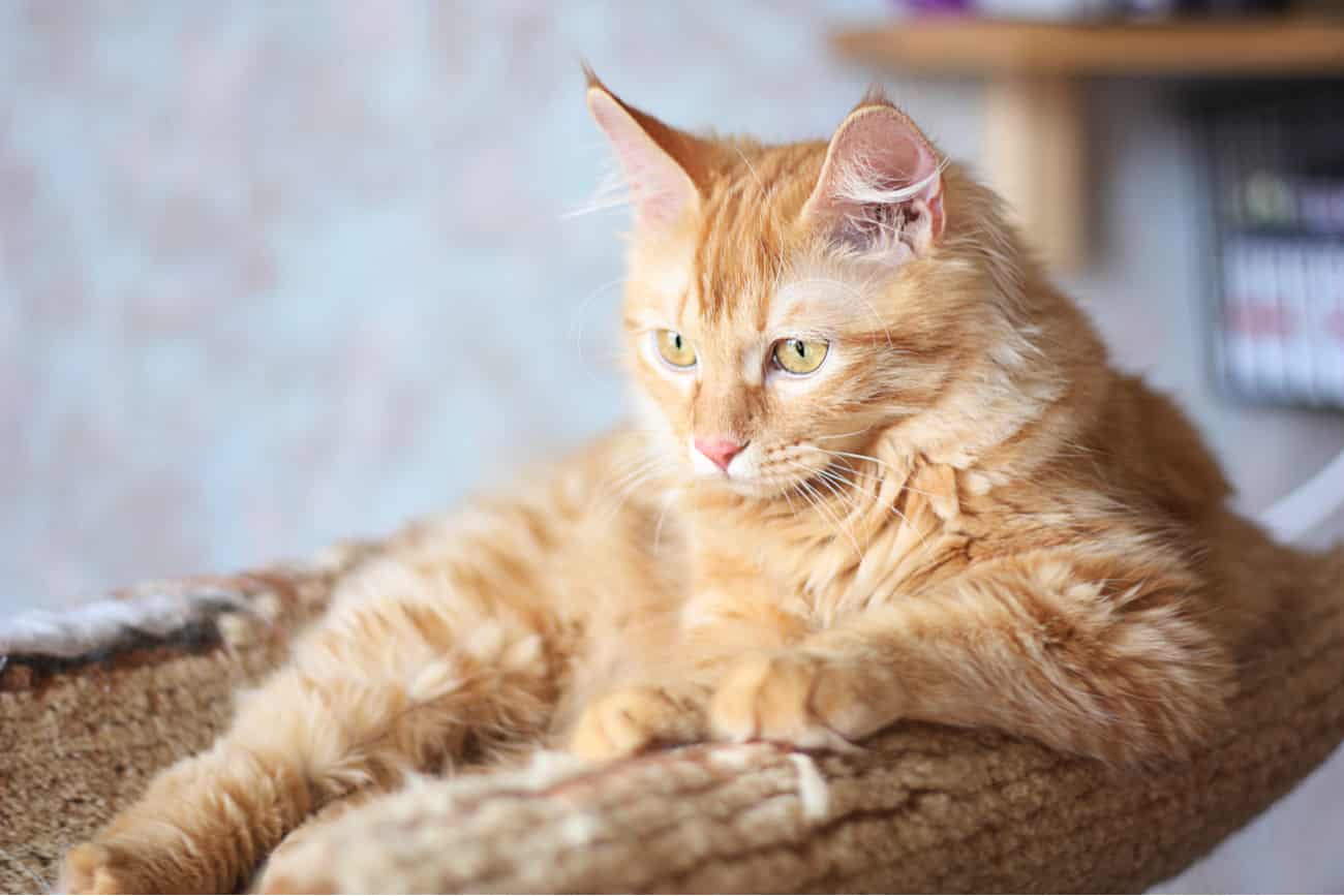 Kurilian cat
