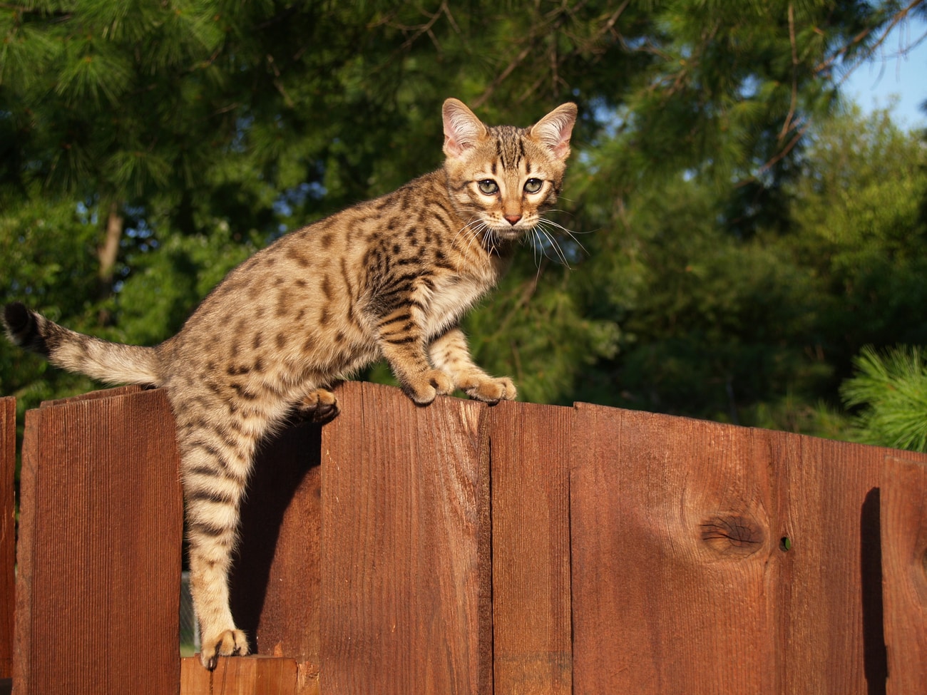 Savannah cat on fence