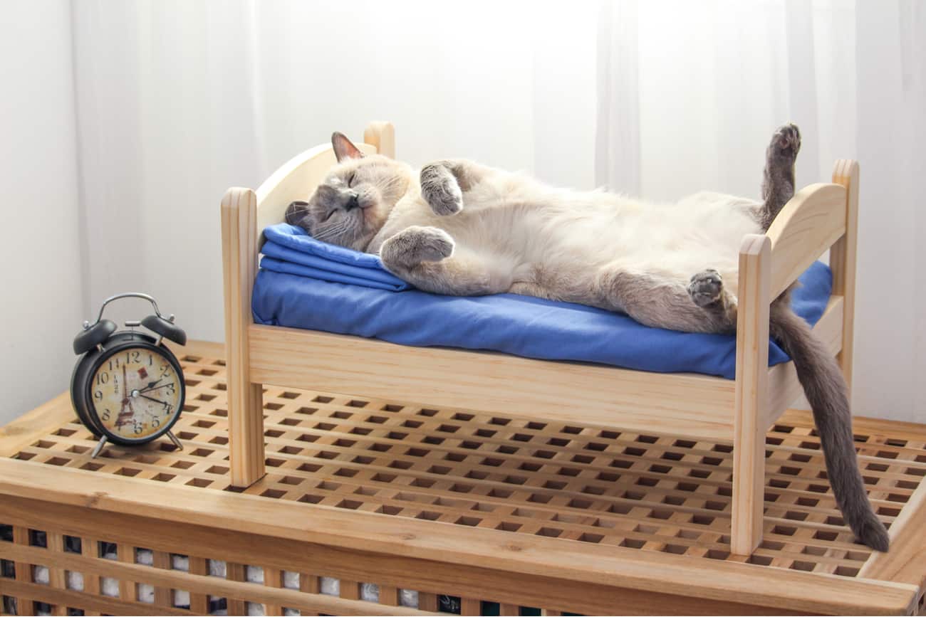 Cat being lazy in bed