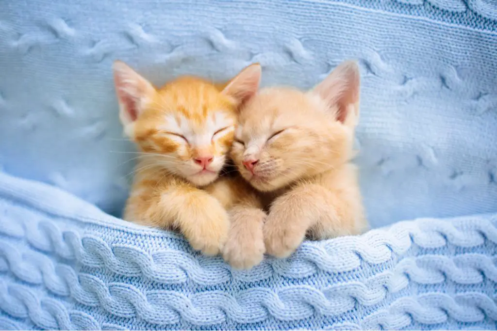 male-vs-female-cats-pros-and-cons-purrfect-cat-breeds
