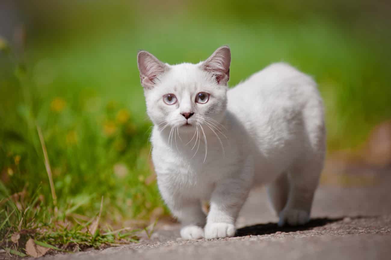 Munchkin cat walking