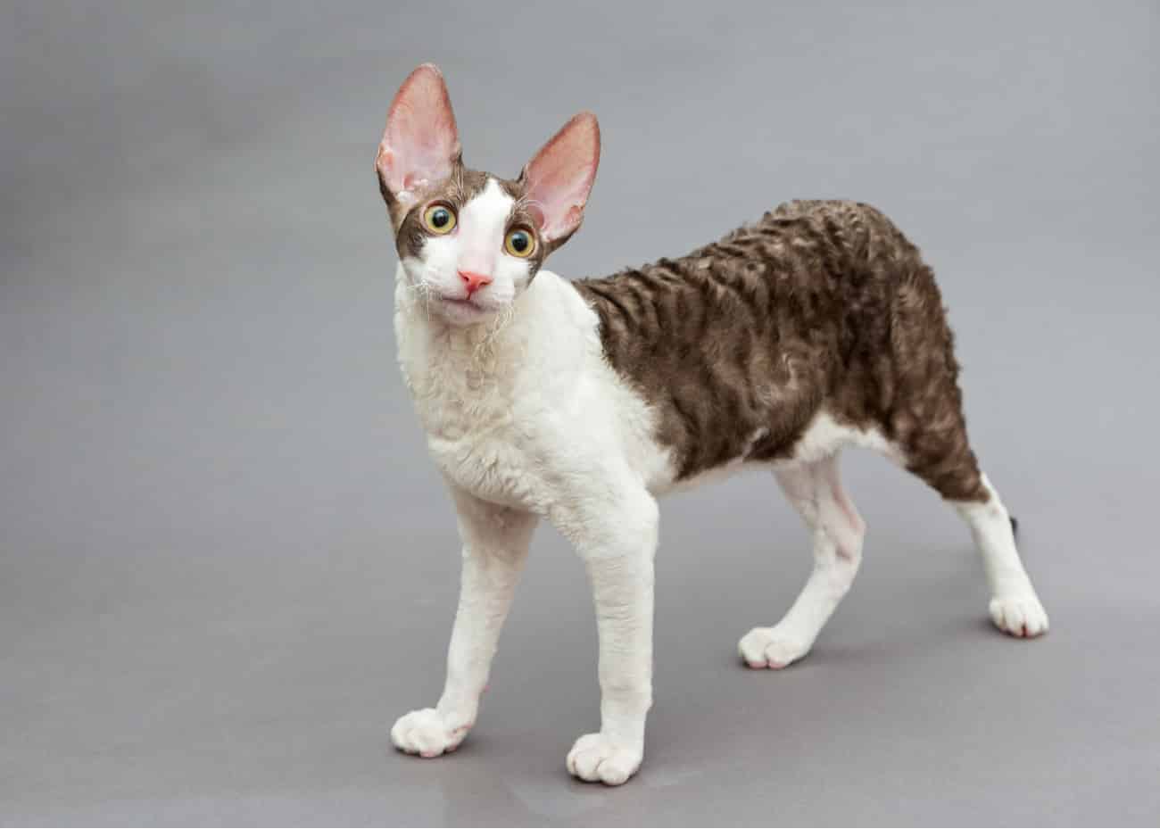 Cornish rex standing
