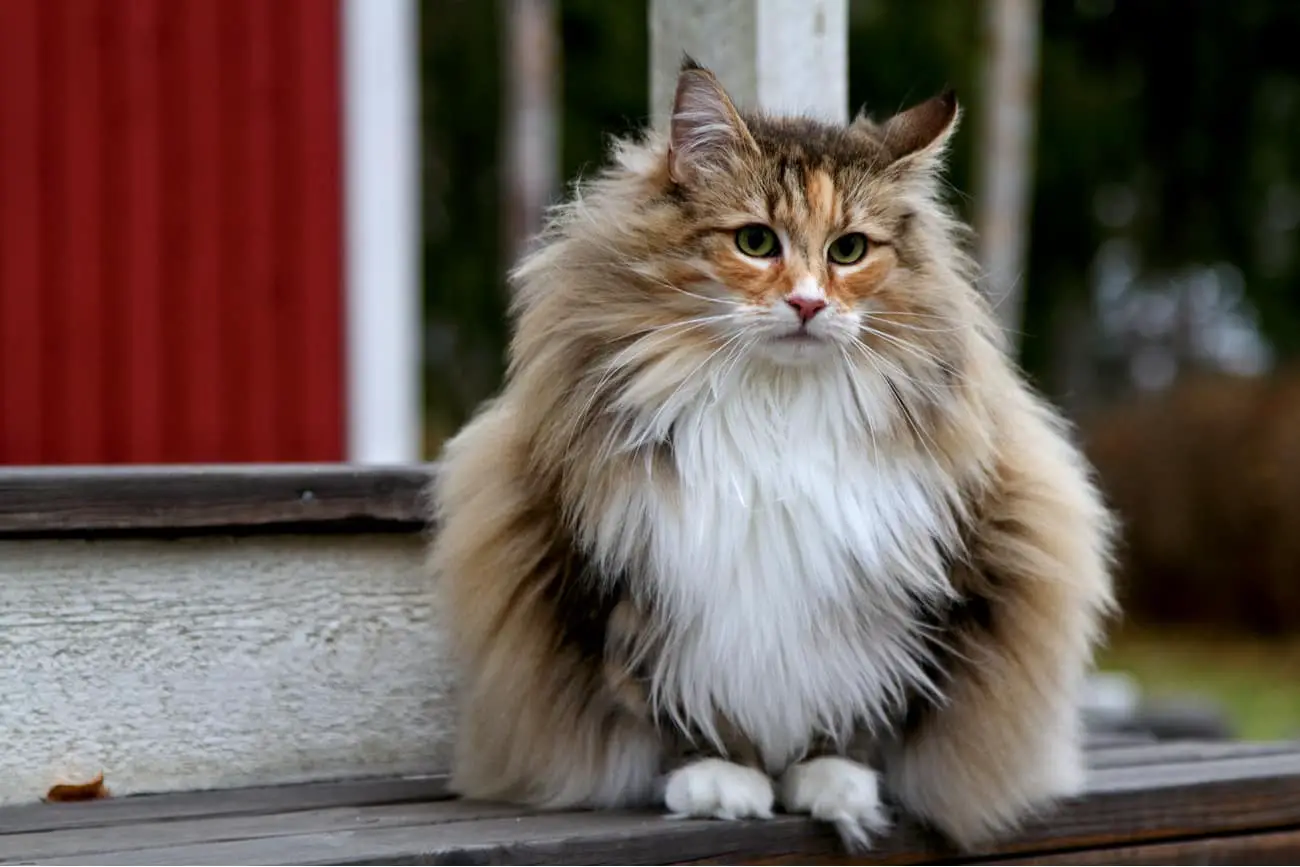 Norwegian Forest Cat Profile Purrfect Cat Breeds