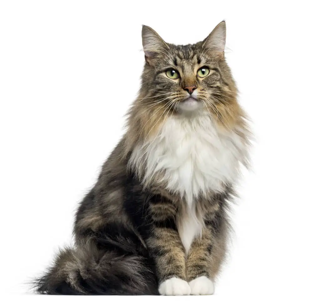 Norwegian Forest Cat Breed Profile • Purrfect Cat Breeds