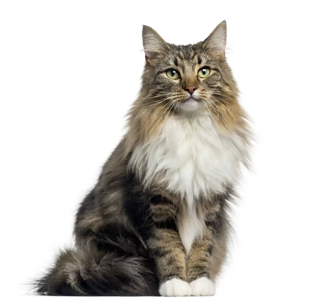 Norwegian Forest Cat Breed Profile • Purrfect Cat Breeds Norwegian Forest Cat Breed Profile • Purrfect Cat Breeds
