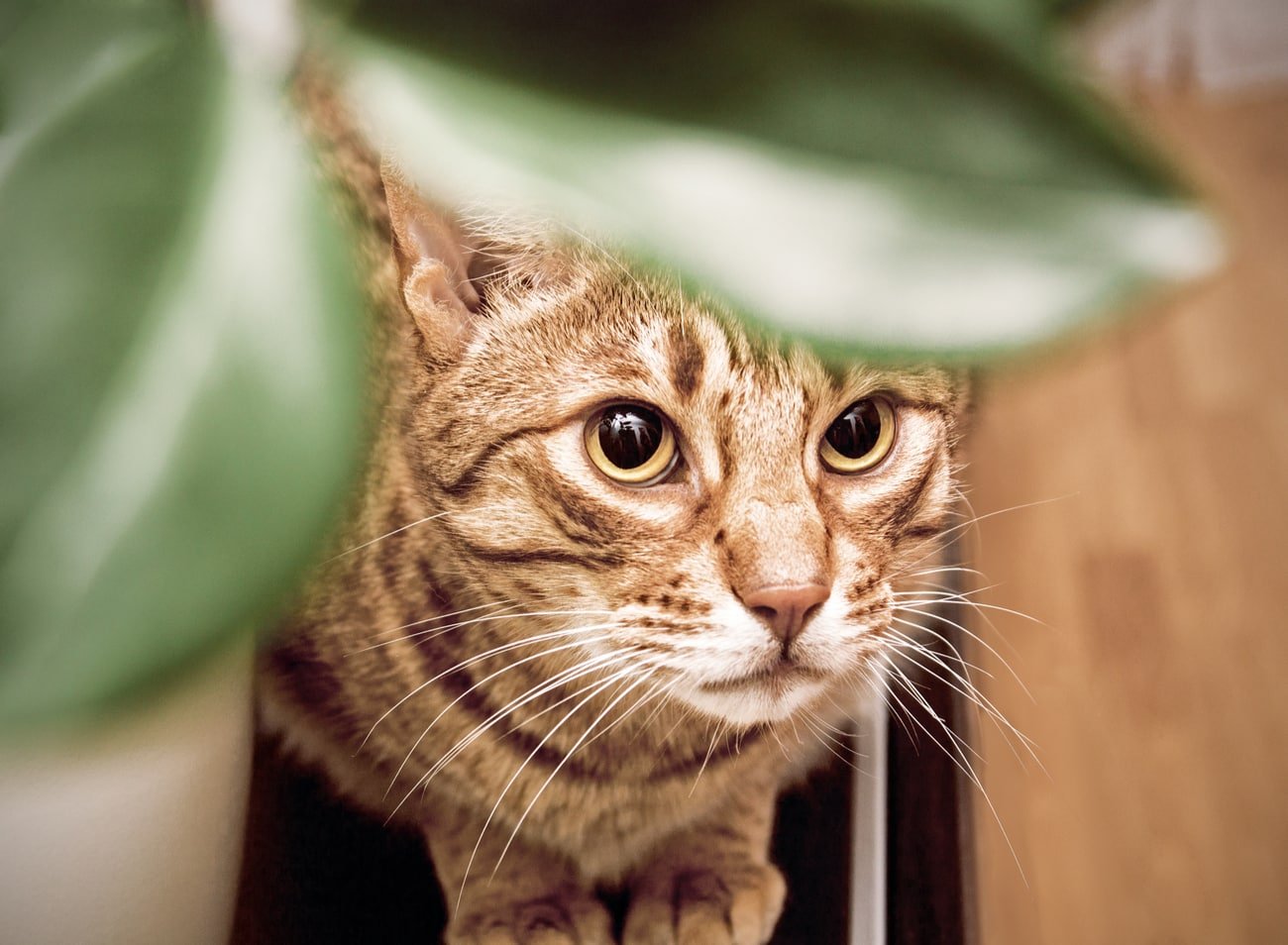 Ocicat