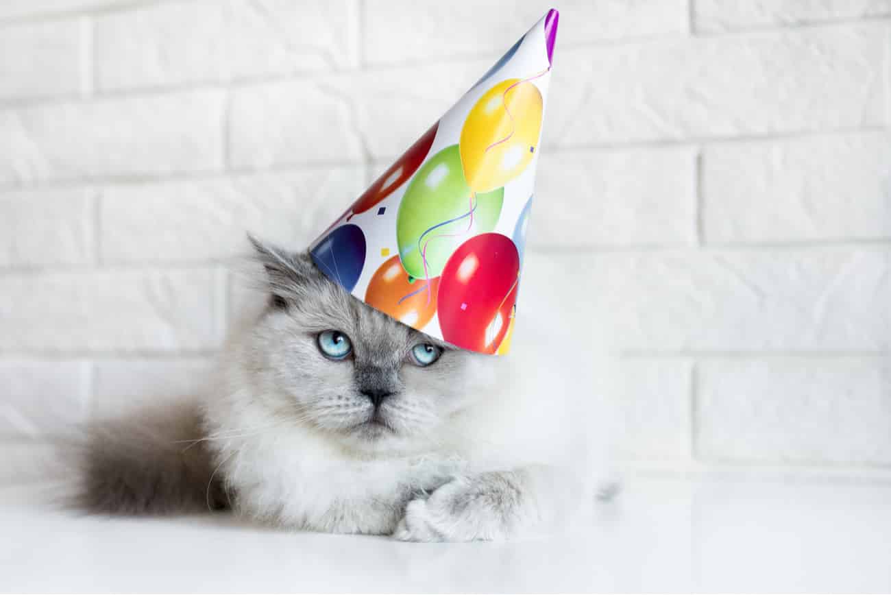 Old cat with birthday hat