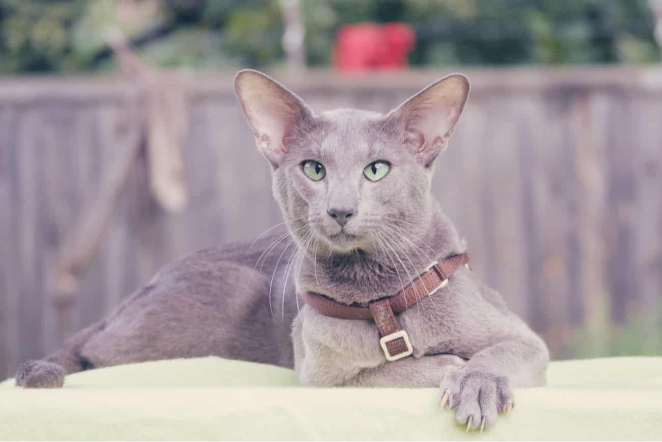 Oriental cat