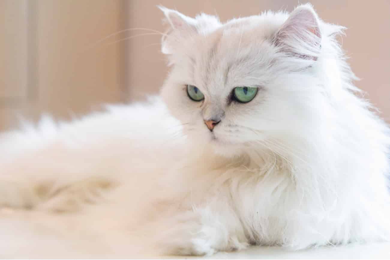 Persian cat white