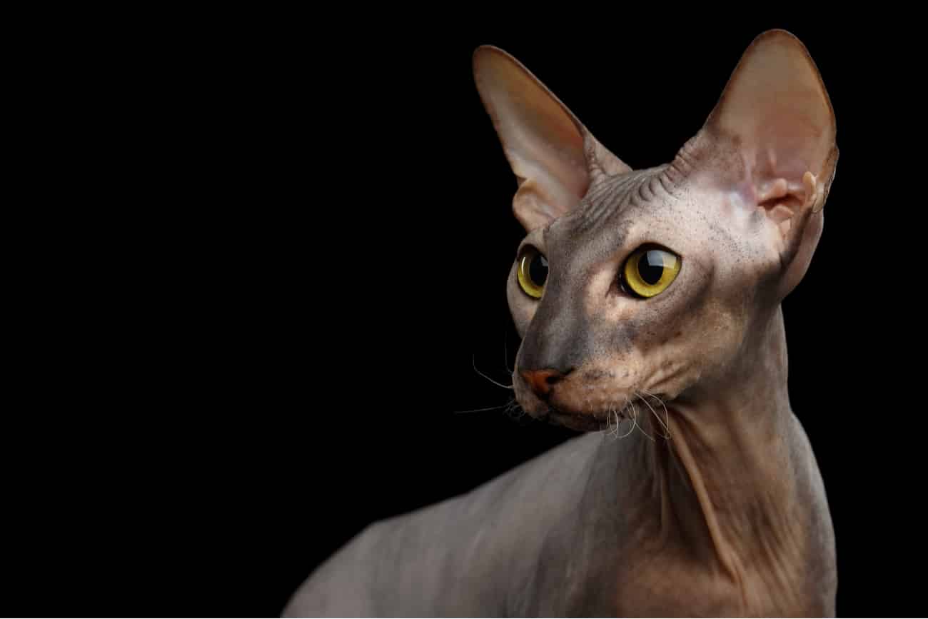 Peterbald cat