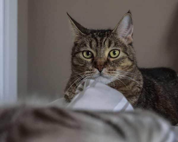 Pixie bob cat staring
