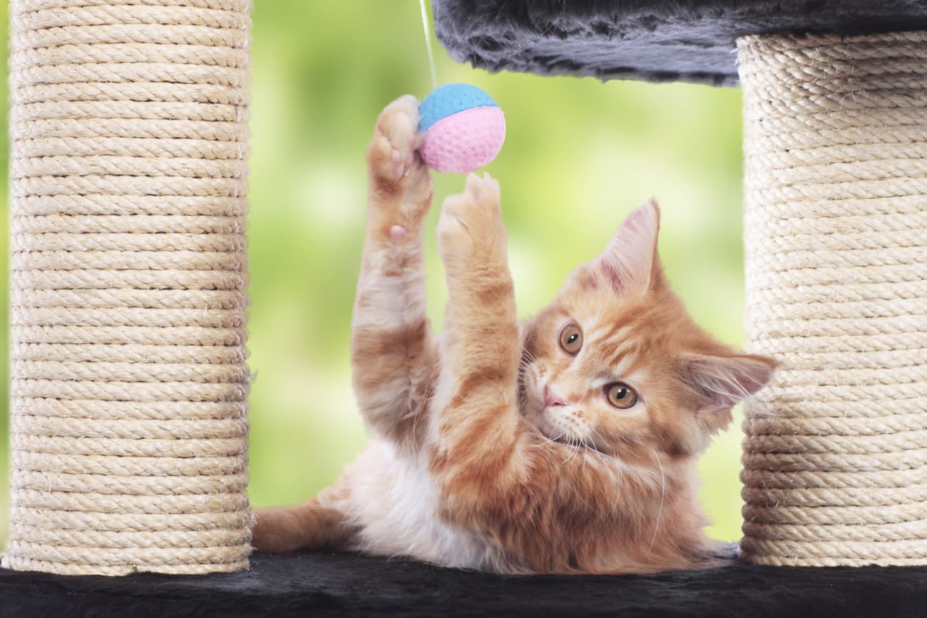 Cat playing