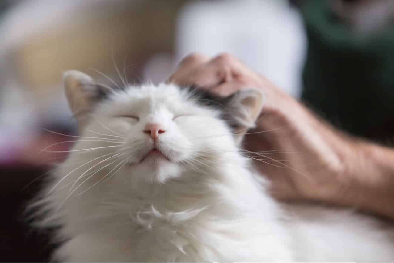Purring cat
