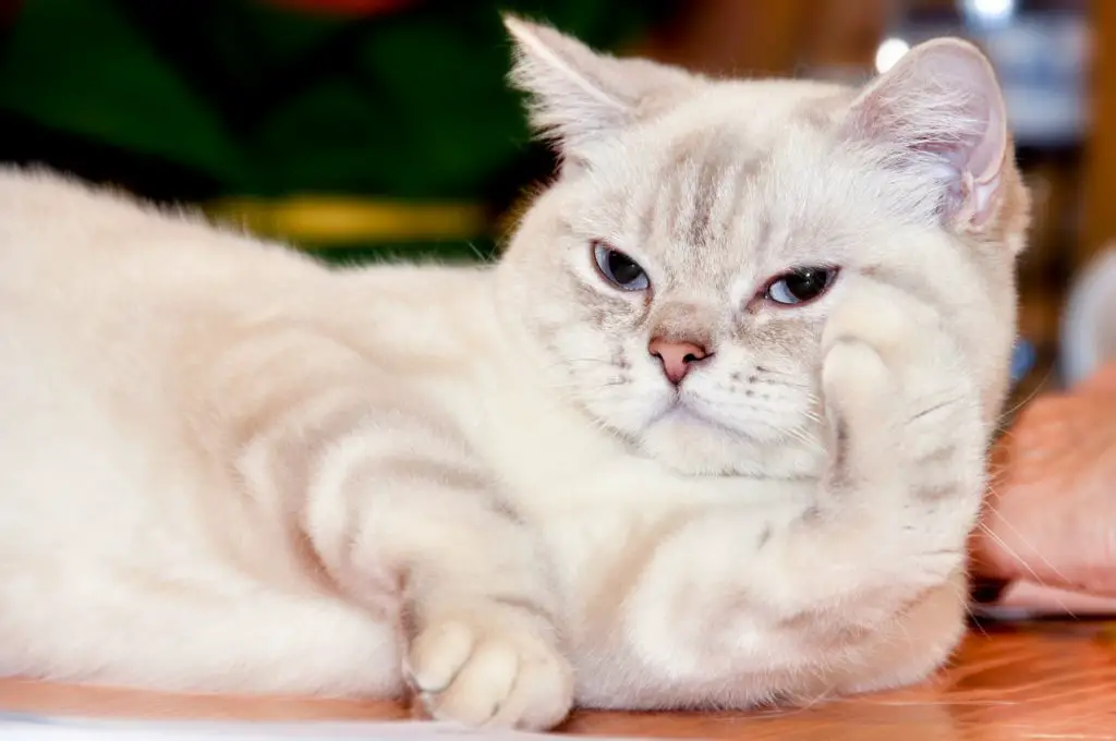 Ragamuffin cat