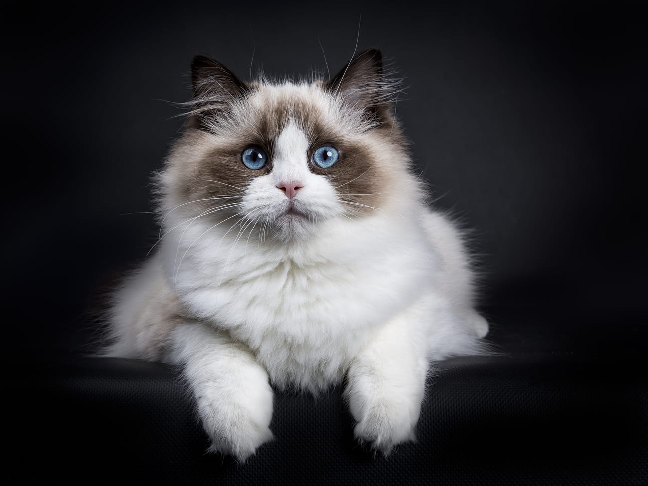 Ragdoll cat laying down