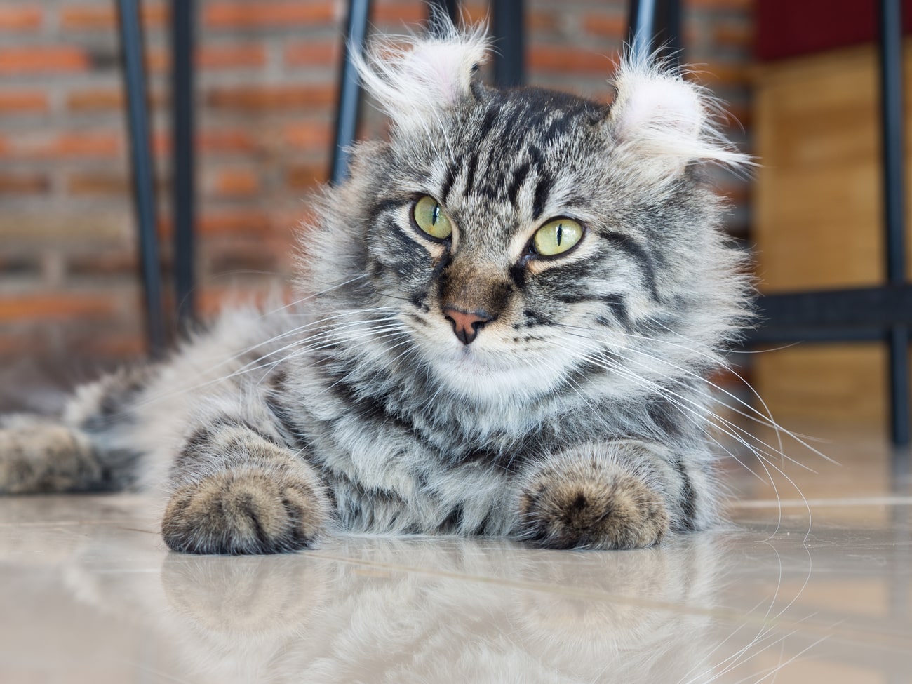 American Curl laying down