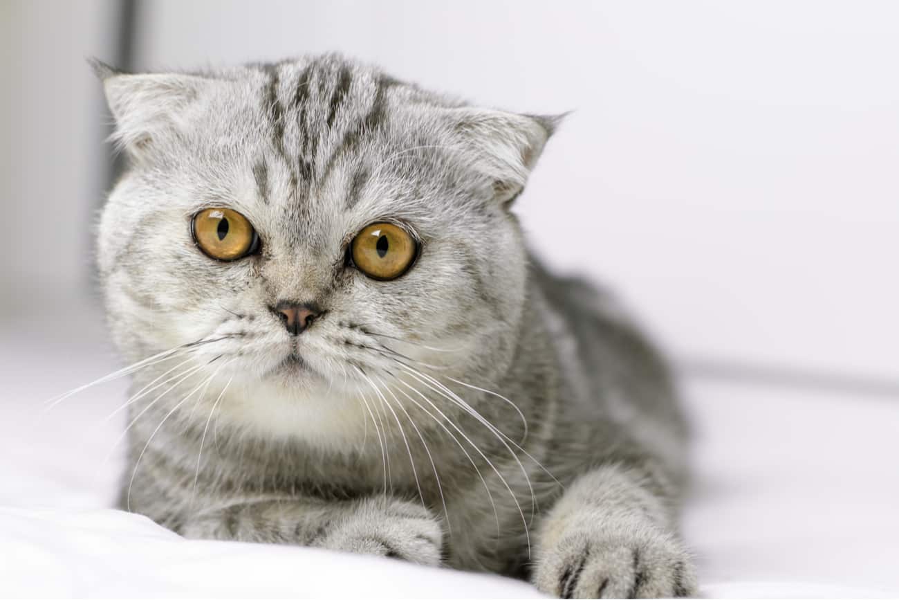 Scottish fold cat