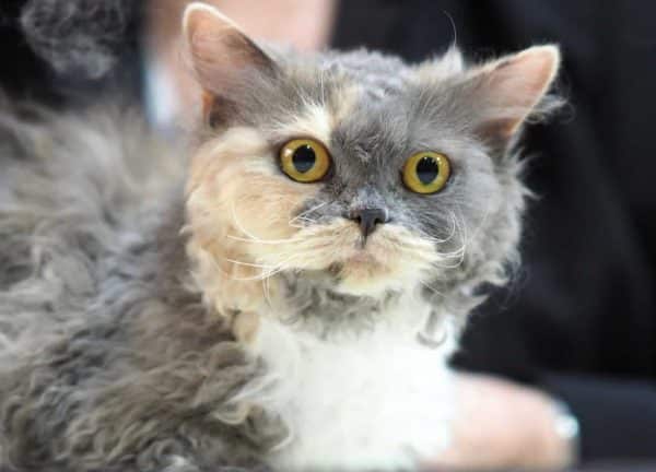 Selkirk Rex kitten