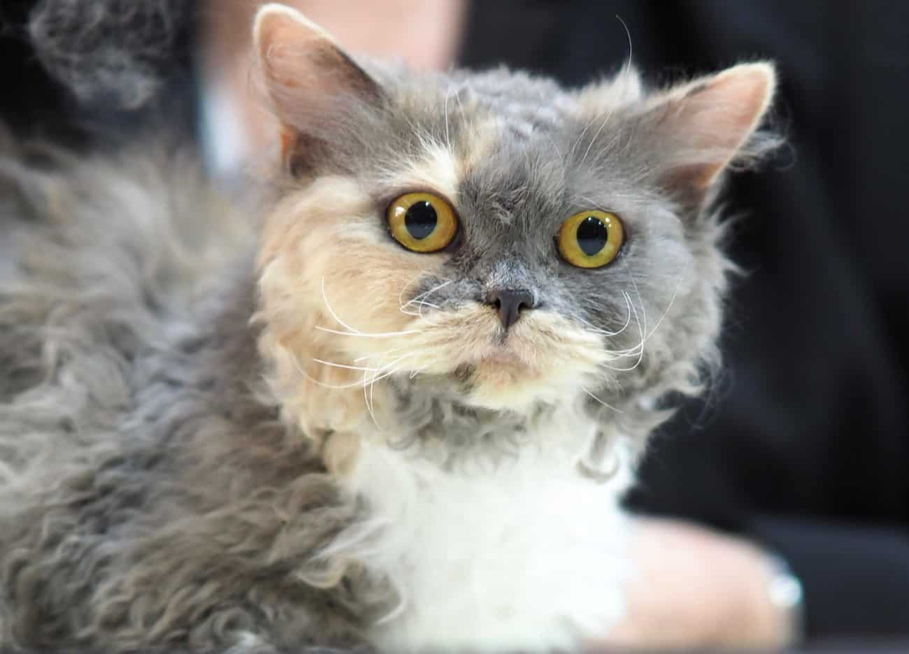 Selkirk Rex kitten