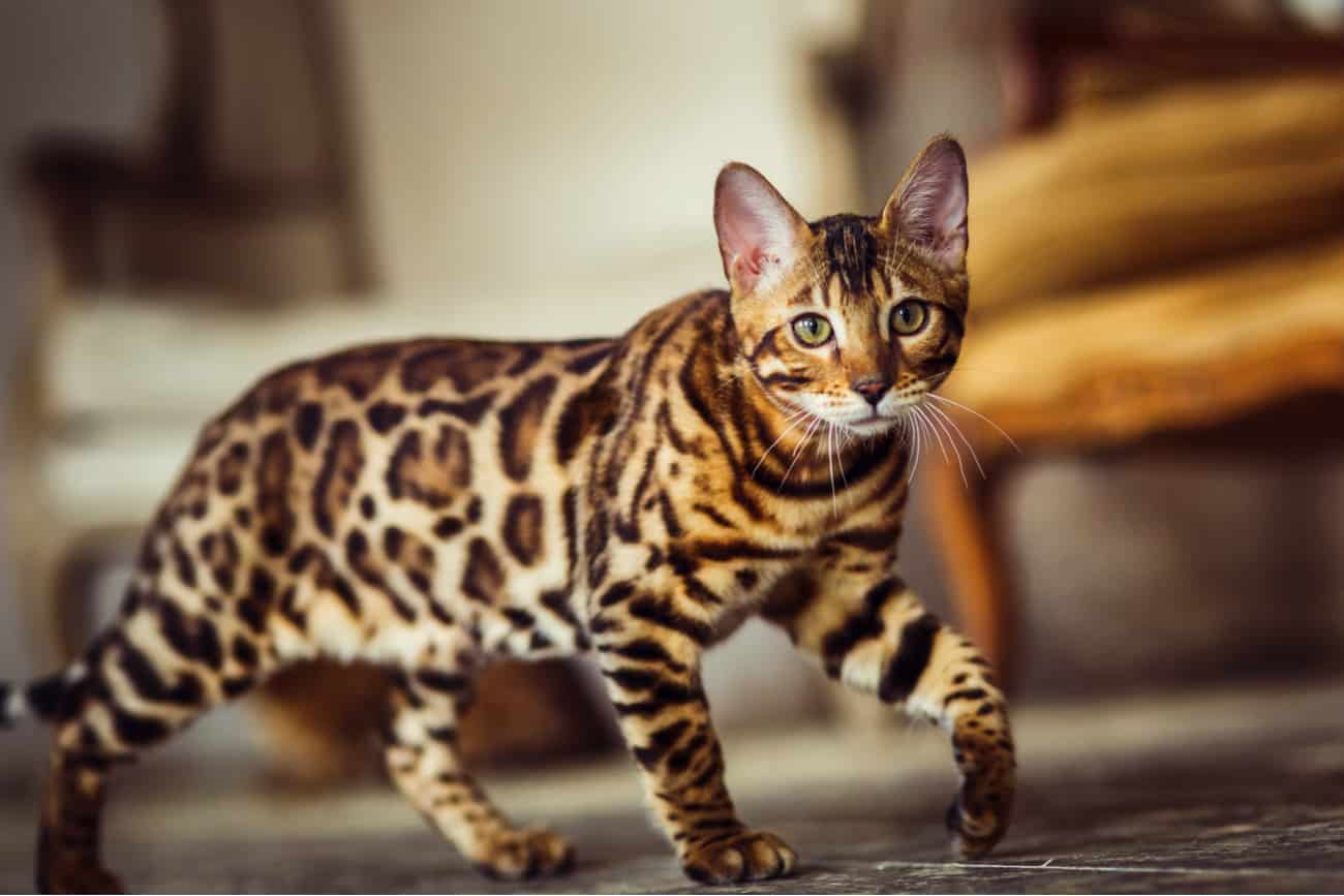 Purrfect Cat Breeds Serengeti Cat