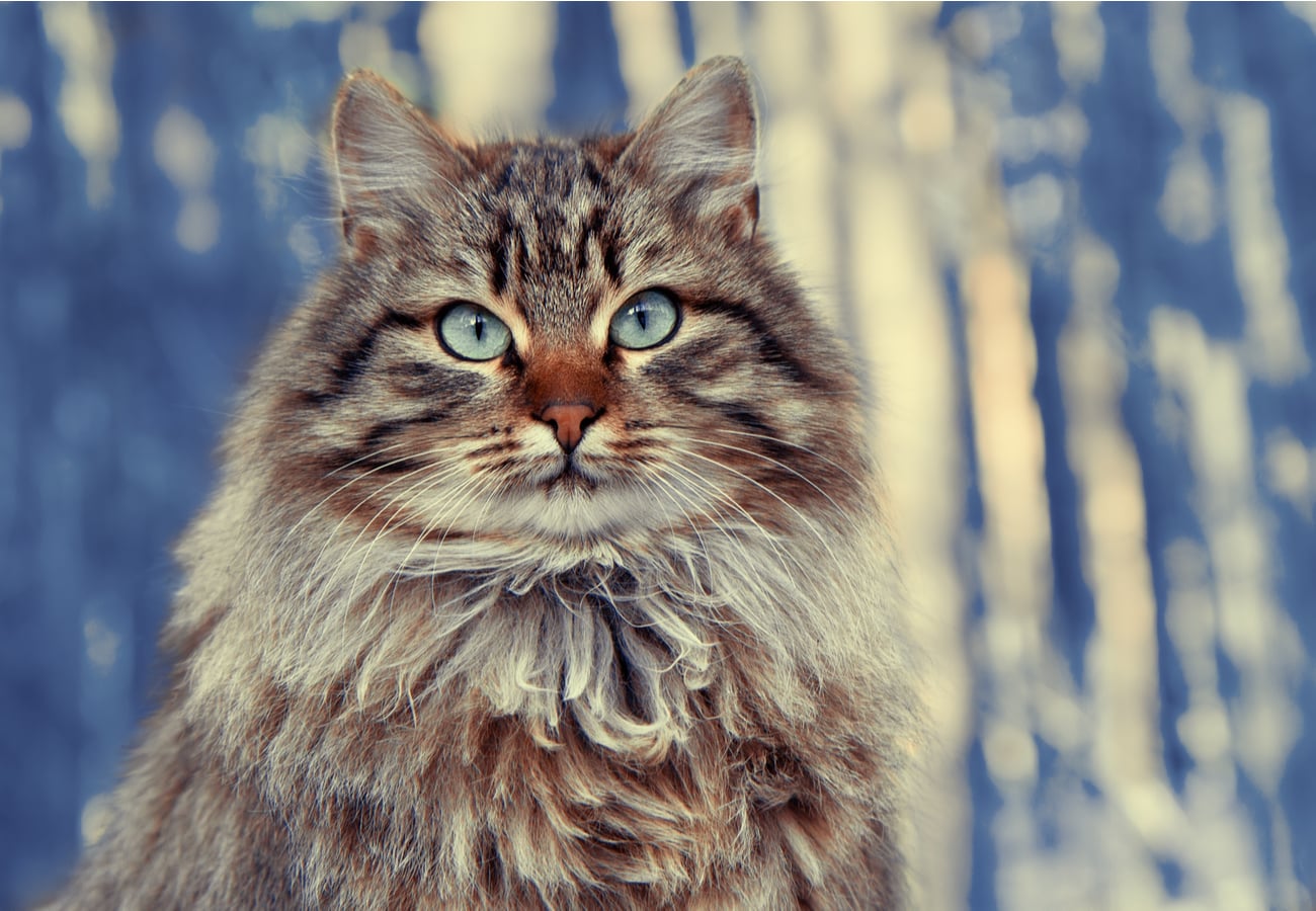 Siberian Cat
