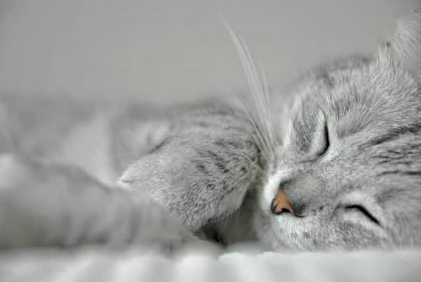 Sleeping cat