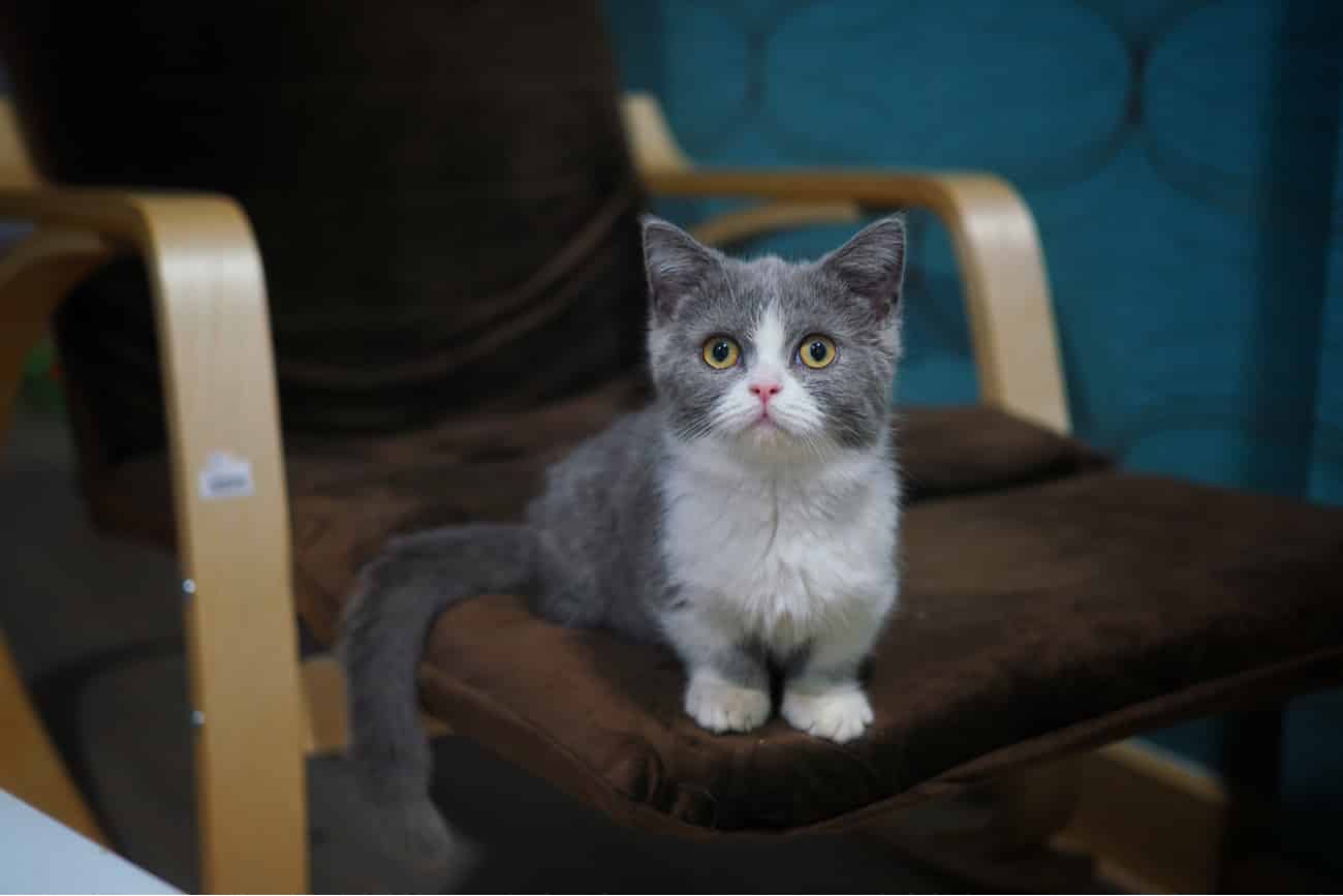 Small cat munchkin on seat