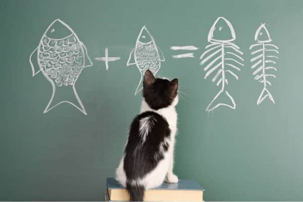 Smart cat breeds