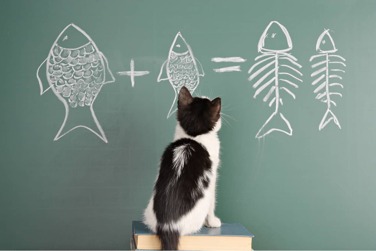 Smart cat breeds