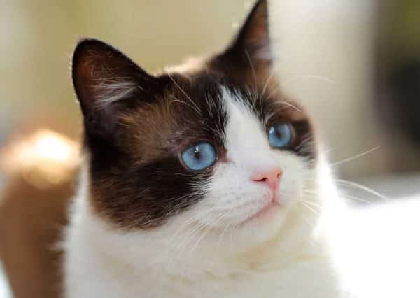 Snowshoe Cat laying down