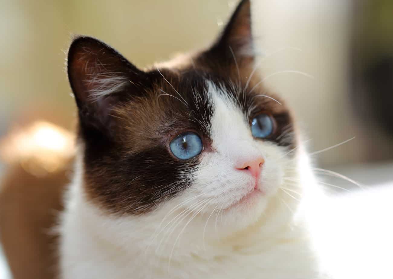 Snowshoe Cat laying down