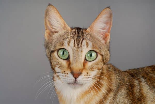 Sokoke cat standing