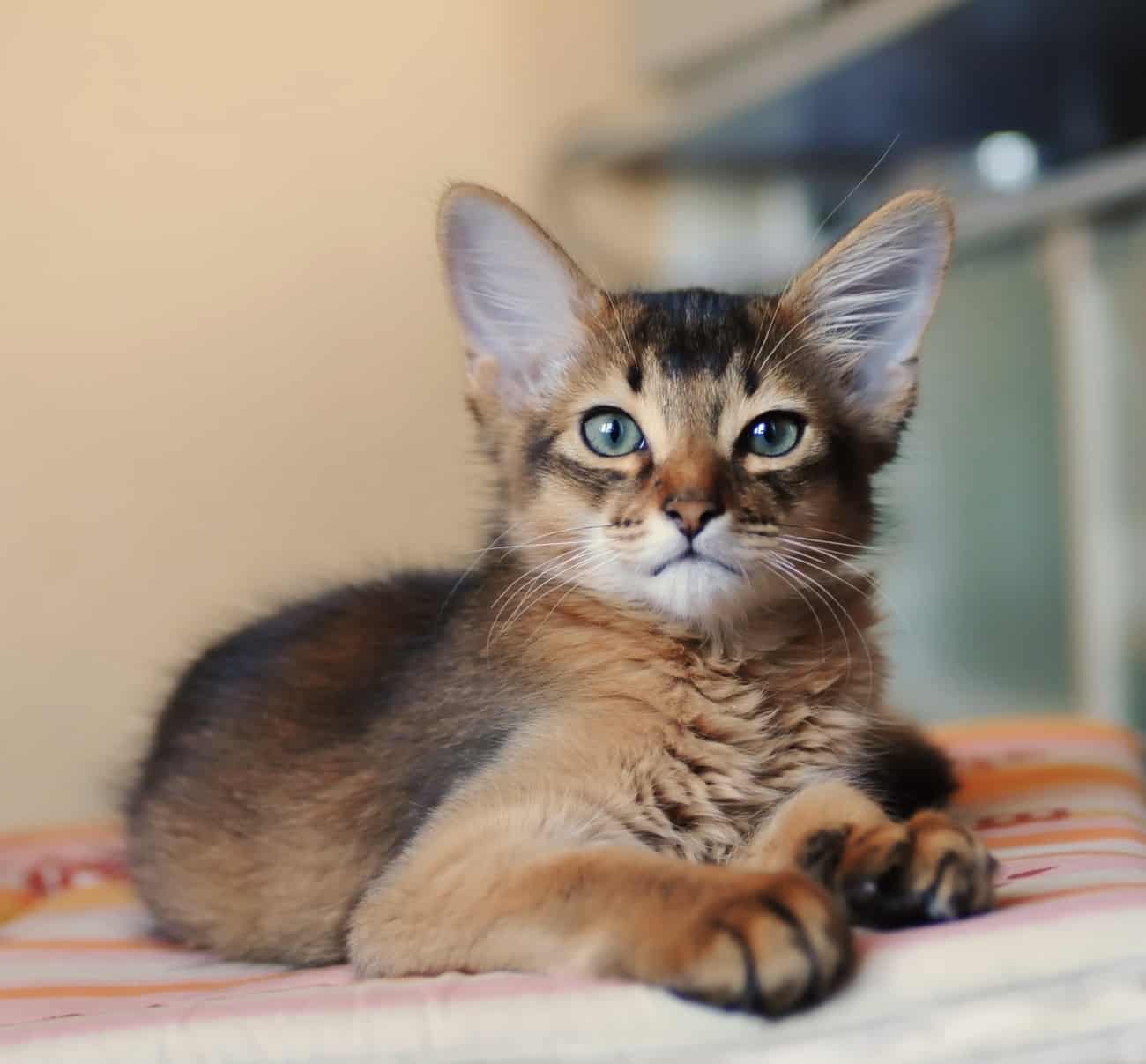 Somali cat laying down
