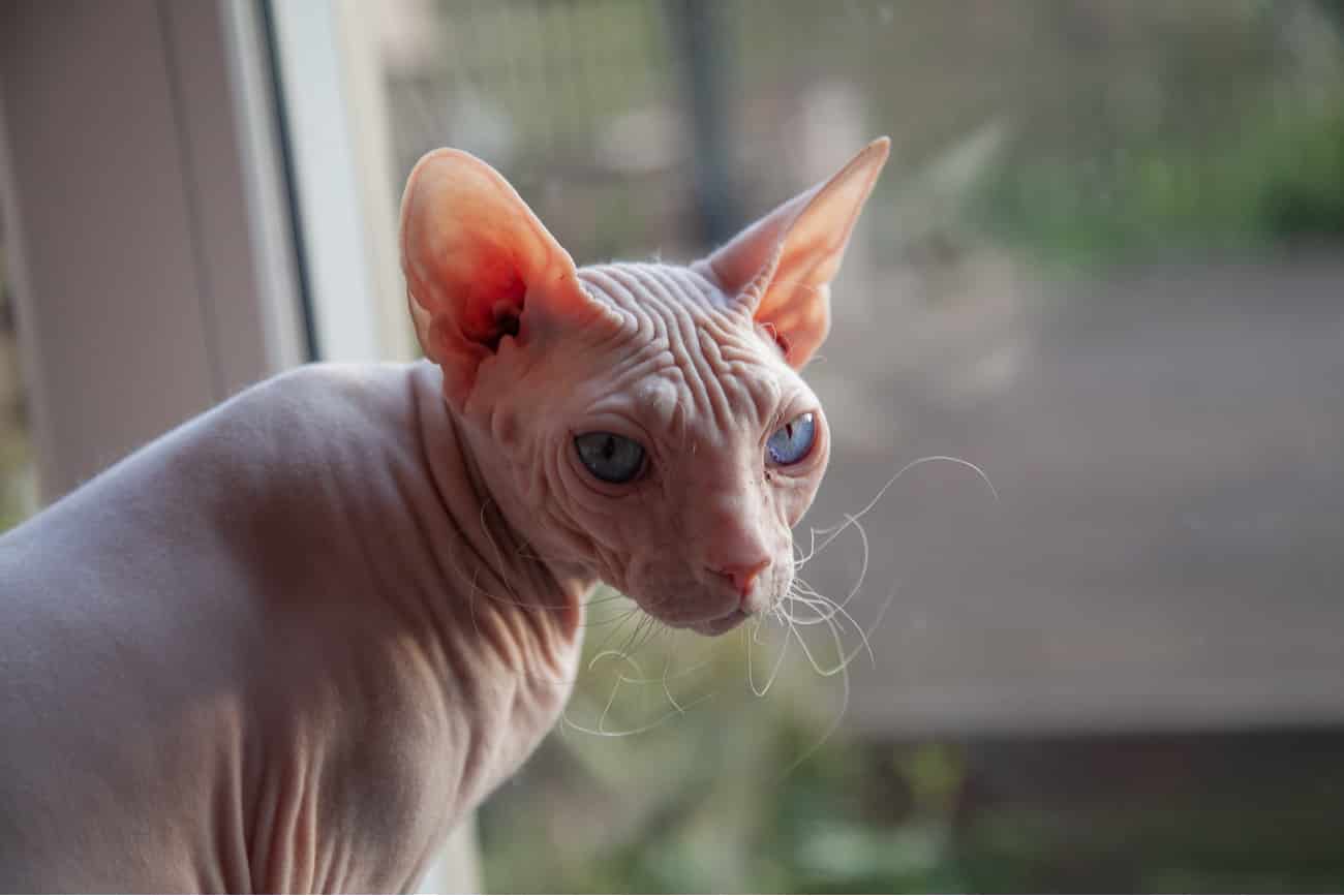 Sphynx cat looking out window