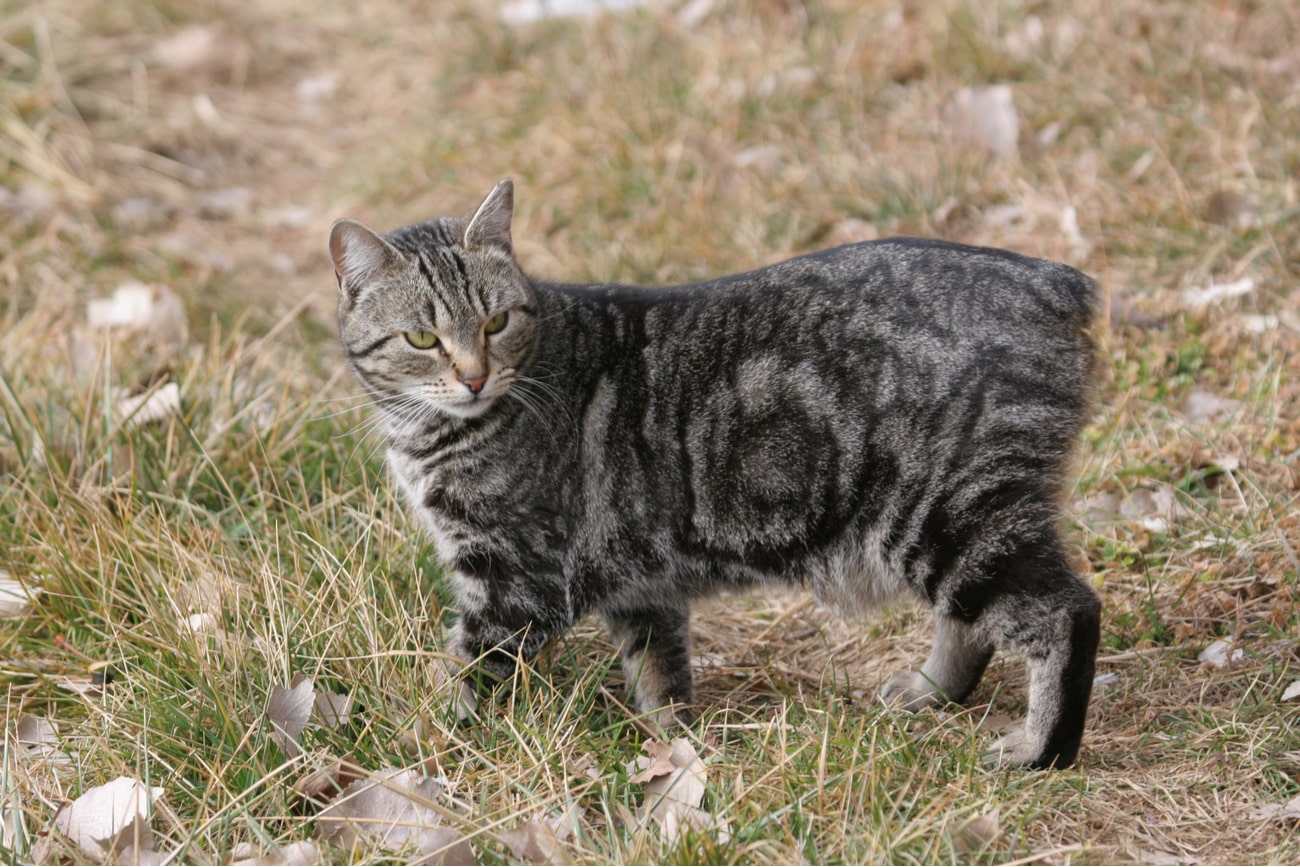 Tailless cat outside