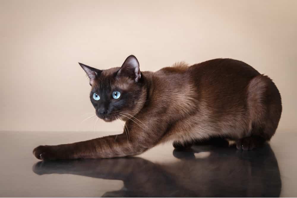 Tonkinese Cat Breed Profile Purrfect Cat Breeds