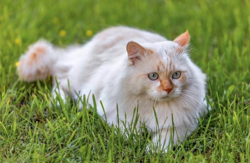 Turkish van cat