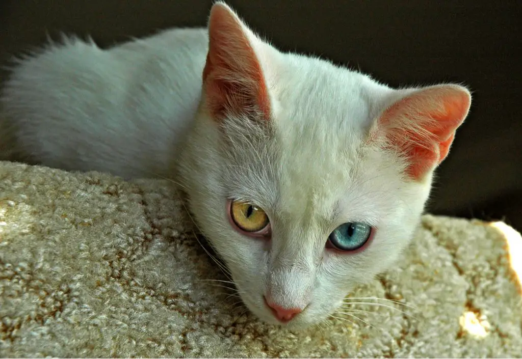 Turkish van cat