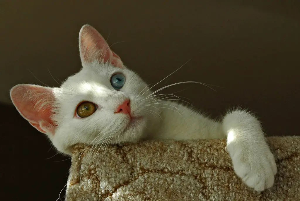 Turkish van cat on chair