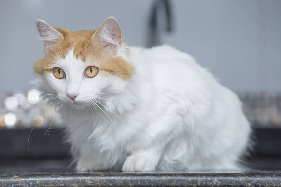 Turkish van cat