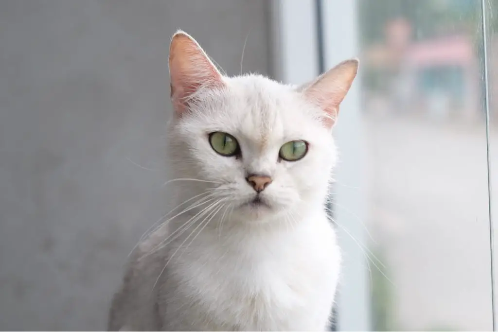 Turkish van cat