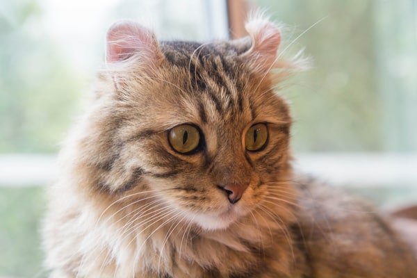 American curl cat